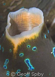 the delicate siphon of a giant clam by Geoff Spiby 